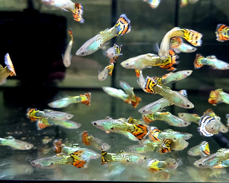 Leopard Guppy - Male ~ 3cm